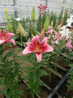 [5624 VH54 No01.JPG]